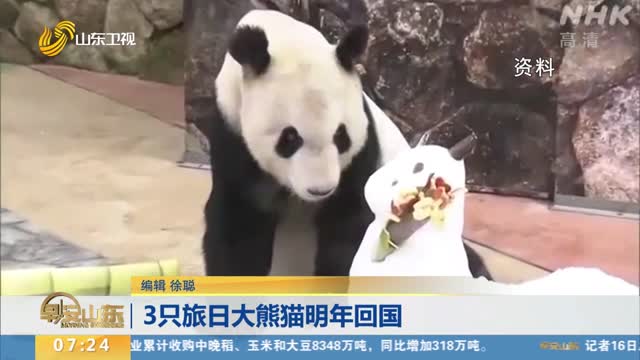 3只旅日大熊猫明年回国