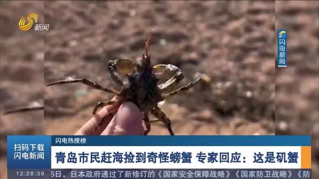 【闪电热搜榜】青岛市民赶海捡到奇怪螃蟹 专家回应：这是矶蟹