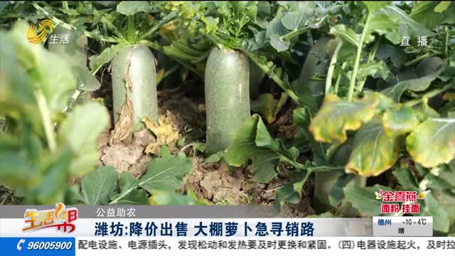 【公益助农】潍坊：降价出售 大棚萝卜急寻销路