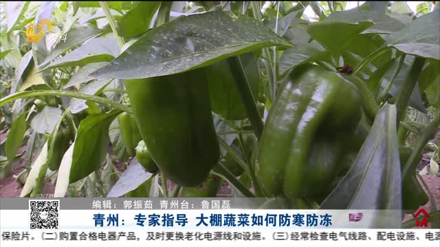 青州：专家指导 大棚蔬菜如何防寒防冻