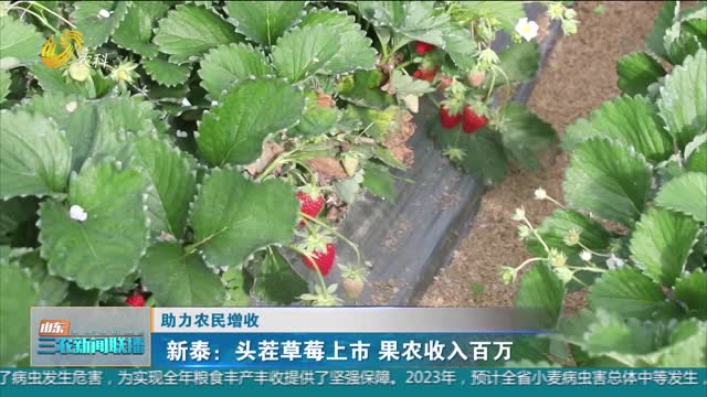 【助力农民增收】新泰：头茬草莓上市 果农收入百万