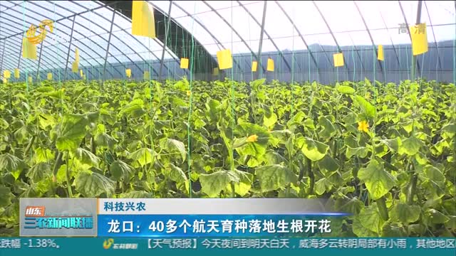 【科技兴农】龙口：40多个航天育种落地生根开花