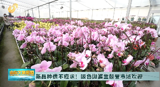 50多个新品种！青州花卉企业积极备战年宵花市场