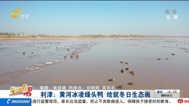 利津：黄河冰凌绿头鸭 绘就冬日生态画
