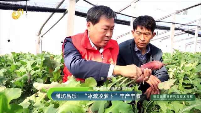 潍坊昌乐：“冰激凌萝卜”丰产丰收