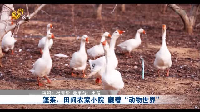 蓬莱：田间农家小院 藏着“动物世界”