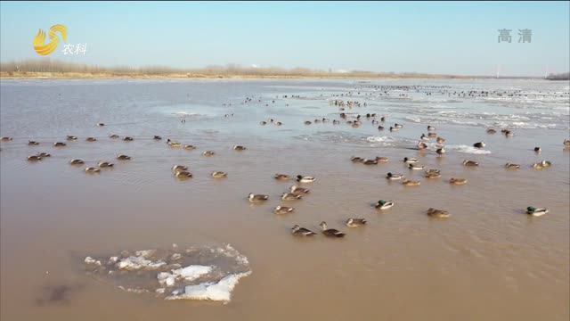 东营利津：数千只绿头鸭冬日戏水