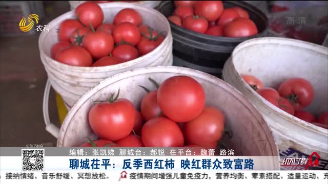 聊城茌平：反季西红柿 映红群众致富路