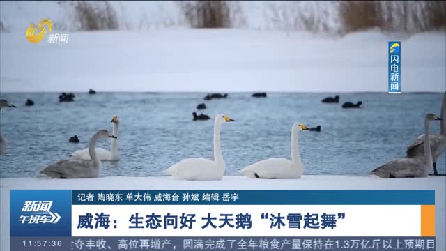 威海：生态向好 大天鹅“沐雪起舞”
