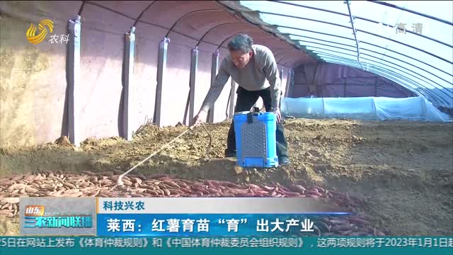 【科技兴农】莱西：红薯育苗“育”出大产业