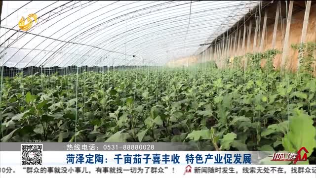 菏泽定陶：千亩茄子喜丰收 特色产业促发展