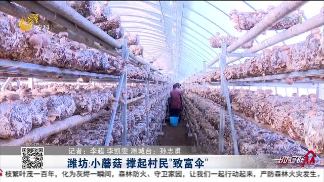 潍坊：小蘑菇 撑起村民“致富伞”