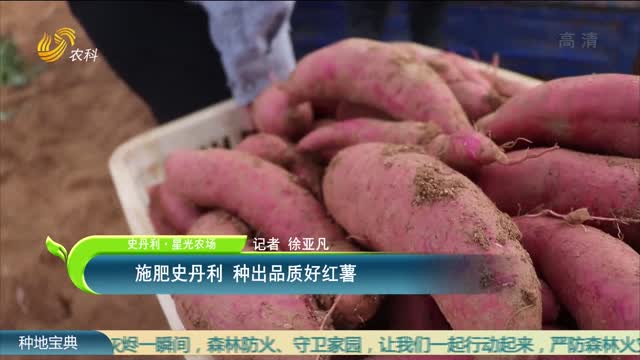 【史丹利·星光农场】施肥史丹利 种出品质好红薯