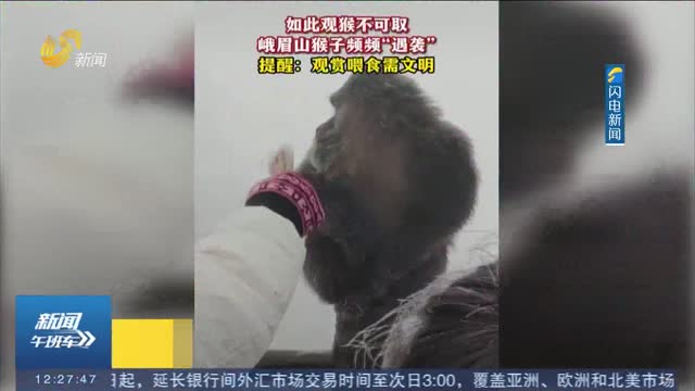 峨眉山的猴子频频“遇袭” 请文明观猴！