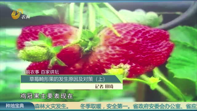 【當前農事 百家講壇】草莓畸形果的發生原因及對策
