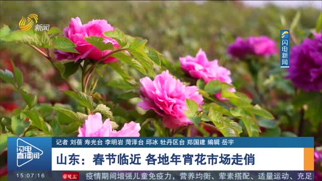 【年味儿渐浓】山东：春节临近 各地年宵花市场走俏