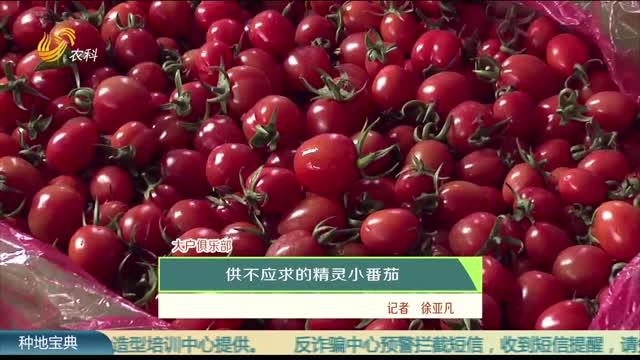 【大戶俱樂部】供不應求的精靈小番茄