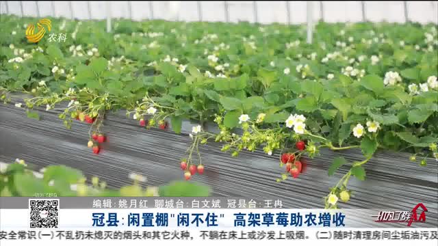 冠县：闲置棚“闲不住” 高架草莓助农增收