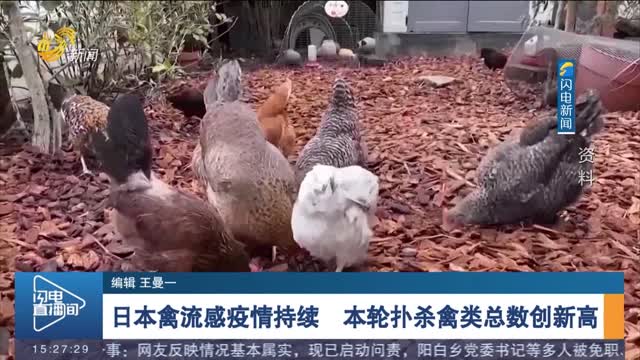 日本禽流感疫情持续 本轮扑杀禽类总数创新高