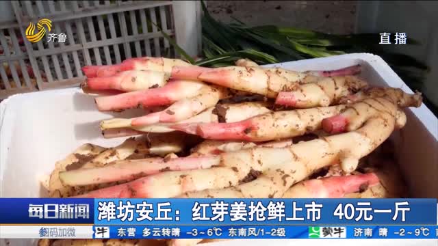潍坊安丘：红芽姜抢鲜上市 40元一斤