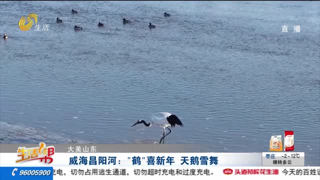 【大美山東】威海昌陽河：“鶴”喜新年 天鵝雪舞