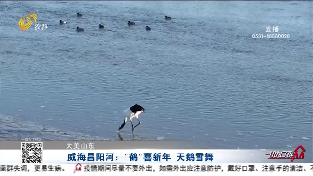 【大美山东】威海昌阳河：”鹤“喜新年 天鹅雪舞