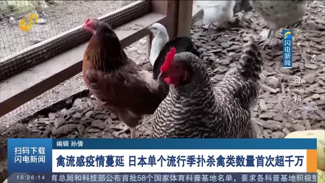 禽流感疫情蔓延 日本單個流行季撲殺禽類數量首次超千萬　