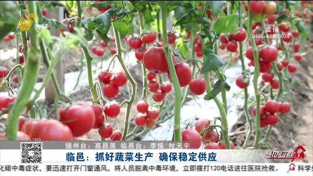 临邑：抓好蔬菜生产 确保稳定供应