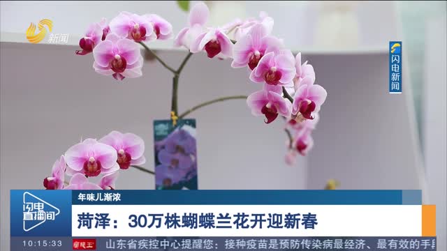 【年味儿渐浓】菏泽：30万株蝴蝶兰花开迎新春