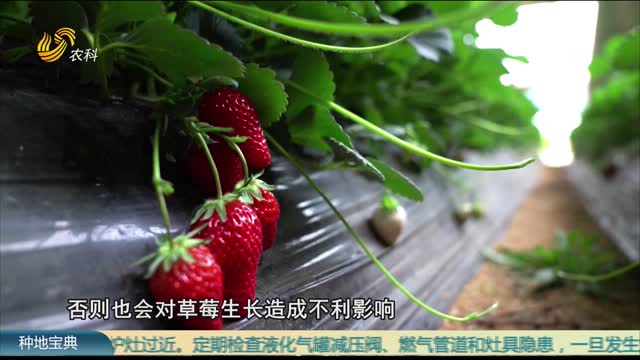 草莓盛果期水肥管理主要事项