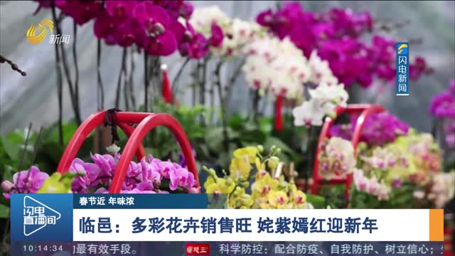 【春节近 年味浓】临邑：多彩花卉销售旺 姹紫嫣红迎新年