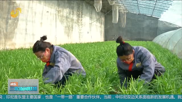 【助力农民增收】莱西：绿色有机韭菜 俏销春节市场