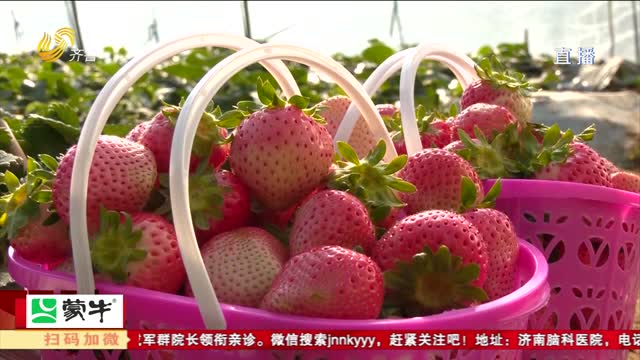 青岛：春节采摘游 尽享“莓”好时光