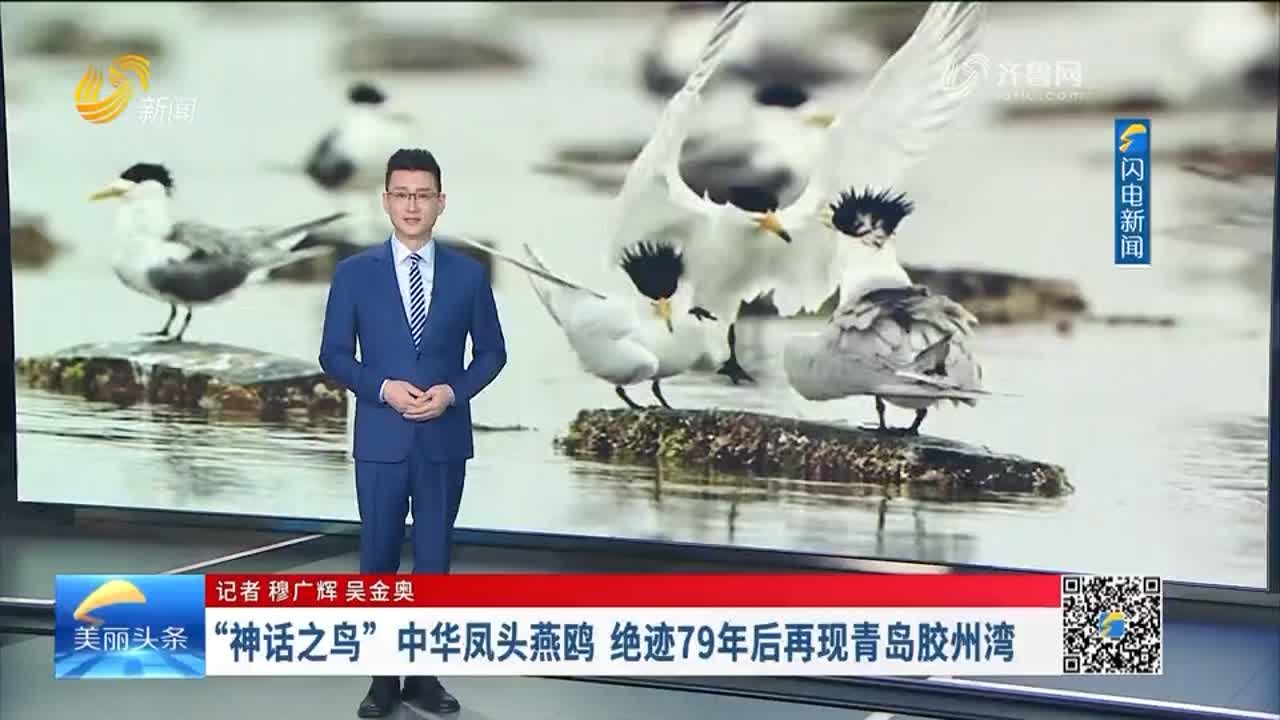 “神话之鸟“中华凤头燕鸥 绝迹79年后再现青岛胶州湾