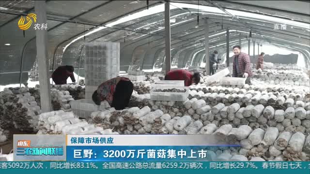 【保障市场供应】巨野：3200万斤菌菇集中上市