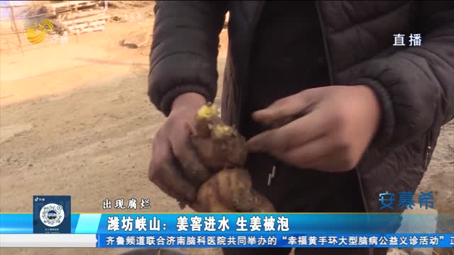 潍坊峡山：姜窖进水 生姜被泡