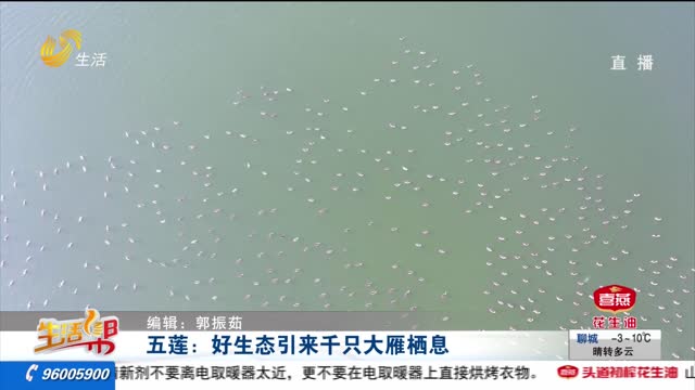五莲：好生态引来千只大雁栖息