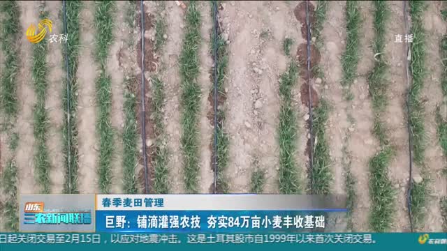 【春季麦田管理】巨野：铺滴灌强农技 夯实84万亩小麦丰收基础
