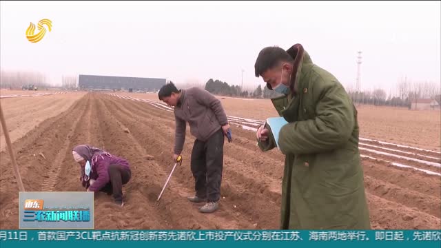 【春季农业生产】临沭：春雨促耕作 土豆播种忙