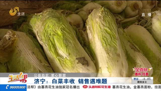 【公益助农 爱心联盟】济宁：白菜丰收 销售遇难题