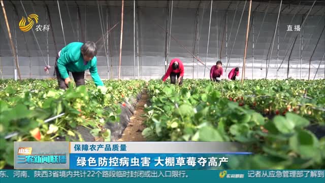 【保障农产品质量】绿色防控病虫害 大棚草莓夺高产