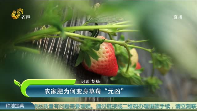 农家肥为何变身草莓“元凶”