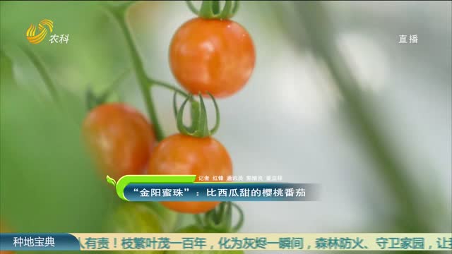 “金阳蜜珠”：比西瓜甜的樱桃番茄