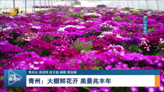青州：大棚鲜花开 美景兆丰年