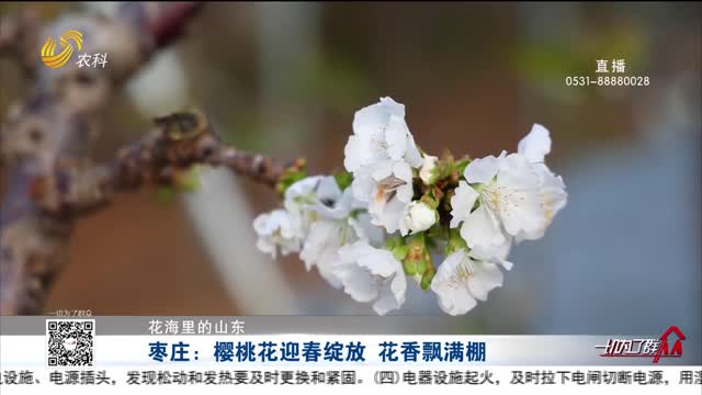 【花海里的山东】枣庄：樱桃花迎春绽放 花香飘满棚