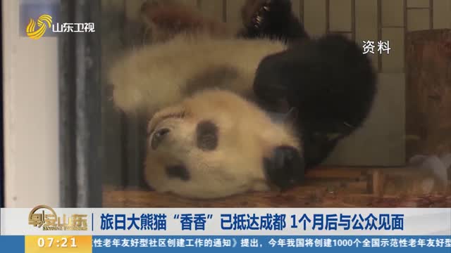 旅日大熊猫“香香”已抵达成都 1个月后与公众见面