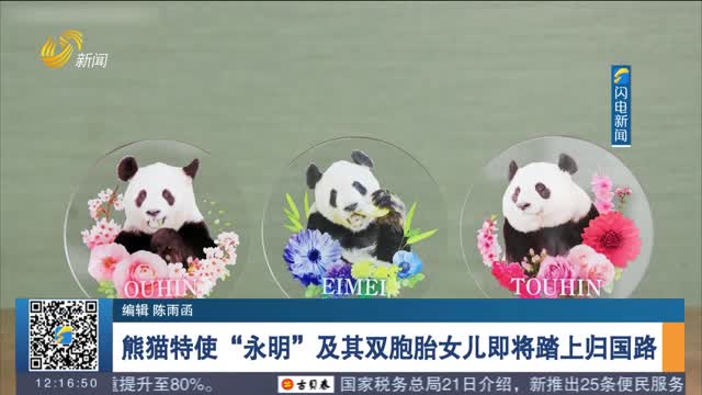 熊猫特使“永明”及其双胞胎女儿即将踏上归国路