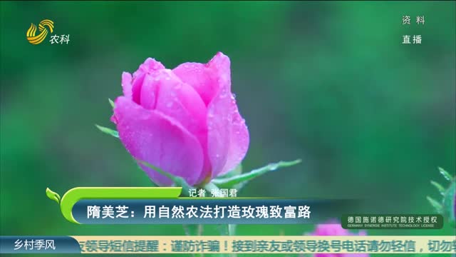 隋美芝：用自然农法打造玫瑰致富路