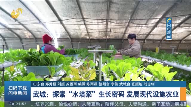 【人勤春来早】武城：探索“水培菜”生长密码 发展现代设施农业