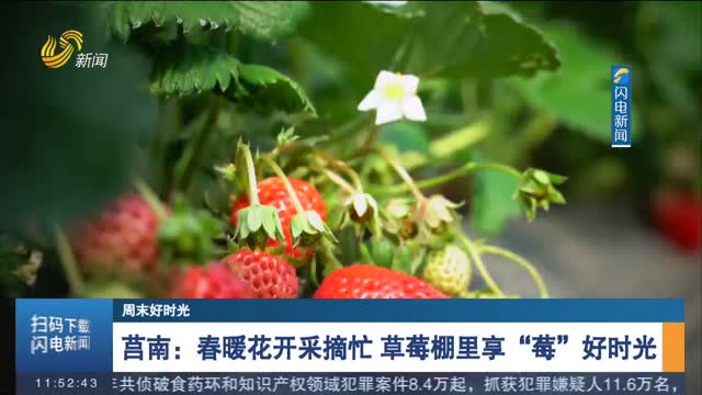 【周末好时光】莒南：春暖花开采摘忙 草莓棚里享“莓”好时光